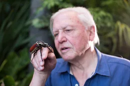 Sir David Attenborough wird gefilmt, w&auml;hrend er einen Goliathk&auml;fer in der Hand h&auml;lt.  +++ Die Verwendung des sendungsbezogenen Materials ist nur mit dem Hinweis und Verlinkung auf RTL+ gestattet. +++