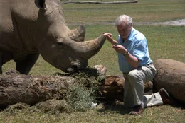 Sir David mit einem Nashorn und einem Nashornk&auml;fer im Zoo von Brisbane. Ein inneres Skelett erm&ouml;glicht es dem Nashorn, eine viel gr&ouml;&szlig;ere Gr&ouml;&szlig;e zu erreichen, als es wirbellosen Tieren jemals m&ouml;glich w&auml;re.  +++ Die Verwendung des sendungsbezogenen Materials ist nur mit dem Hinweis und Verlinkung auf RTL+ gestattet. +++