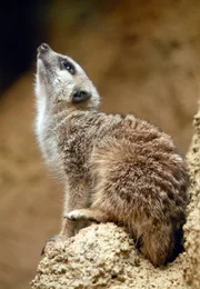ARD/rbb WEICHES FELL UND SCHARFE KRALLEN, "Zoo-Babies - Was sich kratzt, das liebt sich", Zoogeschichten Deutschland 2009. Die Zwistigkeiten bei den Erdmännchen scheinen beigelegt. Eine Zeitlang war die Rangordnung durcheinander, die Tiere mussten getrennt werden. Doch nun stimmt die Hierarchie in der Großfamilie wieder, alle kennen ihre Aufgaben, haben ihre Posten und beim Futter gibt es nur die üblichen Rangeleien um die besten Happen. ARD/rbb WEICHES FELL UND SCHARFE KRALLEN, "Zoo-Babies - Was sich kratzt, das liebt sich", Zoogeschichten Deutschland 2009. Die Zwistigkeiten bei den Erdmännchen scheinen beigelegt. Eine Zeitlang war die Rangordnung durcheinander, die Tiere mussten getrennt werden. Doch nun stimmt die Hierarchie in der Großfamilie wieder, alle kennen ihre Aufgaben, haben ihre Posten und beim Futter gibt es nur die üblichen Rangeleien um die besten Happen.