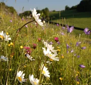 Blumenwiese.