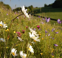 Blumenwiese.