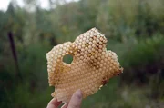 Honig erntet Piotr nur einmal im Jahr und nur dann, wenn die Bienen gen&uuml;gend Wintervorr&auml;te haben. Ziel ist es, m&ouml;glichst wenig in das Leben der Bienen einzugreifen.