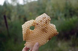 Honig erntet Piotr nur einmal im Jahr und nur dann, wenn die Bienen gen&uuml;gend Wintervorr&auml;te haben. Ziel ist es, m&ouml;glichst wenig in das Leben der Bienen einzugreifen.