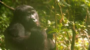Eine Berggorilla-Mutter mit ihrem Jungen im Bwindi-Wald in Uganda.