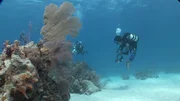 Taucher der Aldebaran im Forschungseinsatz an der K&uuml;ste vor Belize. Dort ist das Problem der sogenannten Korallenbleiche zu beobachten, mutma&szlig;lich ausgel&ouml;st durch den Klimawandel und die Erw&auml;rmung der Meere.