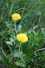Wer kennt sie nicht, die leuchtend gelben Wiesen im April und Mai. Dieser sch&ouml;ne Bl&uuml;tenteppich, der fast &uuml;berall zu sehen ist, stammt vom L&ouml;wenzahn.