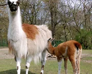 Die Lama-Dame Xenia im Tierpark hat ein Junges zur Welt gebracht: ein Mädchen. Jetzt wird ein Name gesucht, der mit X anfängt. Die Lama-Dame Xenia im Tierpark hat ein Junges zur Welt gebracht: ein Mädchen. Jetzt wird ein Name gesucht, der mit X anfängt.