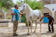 Araberpferde sind sehr sensible Tiere und der Umgang mit ihnen erfordert Feingef&uuml;hl. Die Princess Alia Foundation k&uuml;mmert sich um den Fortbestand der edlen Tiere.