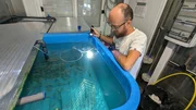 kleine Fische in einem Wassertank