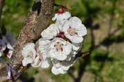 Marillenbl&uuml;ten. Die Marille kam vor rund 2.000 Jahren in die Wachau, als Ursprungsl&auml;nder gelten China und Armenien.