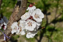 Marillenbl&uuml;ten. Die Marille kam vor rund 2.000 Jahren in die Wachau, als Ursprungsl&auml;nder gelten China und Armenien.