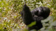 Ein Berggorilla im Bwindi-Wald in Uganda.