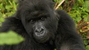 Erwachsener Berggorilla in Ruanda.