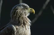 Seeadler