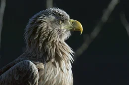 Seeadler