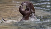 Otter