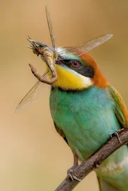 Ungarns Wasserwildnis Ungarns Wasserwildnis