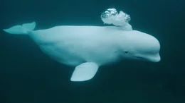 2019 taucht in norwegischen Gew&auml;ssern ein Beluga-Wal auf, der russisches Kamera-Geschirr tr&auml;gt. Ein Forscher und seine Tochter begleiten den zutraulichen Wal, der Hvaldimir getauft wird, um herauszufinden, wof&uuml;r er trainiert wurde.  +++ Die Verwendung des sendungsbezogenen Materials ist nur mit dem Hinweis und Verlinkung auf RTL+ gestattet. +++