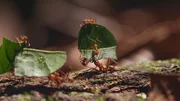 Blattschneiderameisen gehen ihrem Gesch&auml;ft nach &ndash; die Kolonne der Blatttr&auml;ger wird von kleinen W&auml;chtern, die sich auch auf den Bl&auml;ttern mittragen lassen, begleitet.