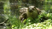 Otter