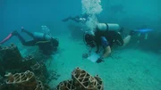 In der Pujada Bay in Davao Oriental befindet sich das bislang gr&ouml;&szlig;te, k&uuml;nstliche Tonriff des Schweizer Start-ups "rrreefs". Bei regelm&auml;&szlig;igen Tauchg&auml;ngen untersuchen sie die Artenvielfalt im Riff, besonderes Augenmerk gilt dabei dem Korallennachwuchs.