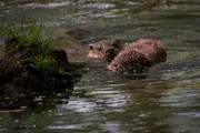 Otter