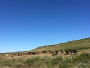 Garrano-Ponies leben im Peneda-Geres Nationalpark in freier Wildbahn.