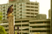 Wanderfalke auf der Lauer, st&auml;dtische Umgebung