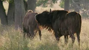 Es gibt weltweit nur noch 7000 Wisente. F&uuml;r W&auml;lder die Arte besonders wichtig, denn sie schafft offene, lichtdurchflutete Lichtungen.