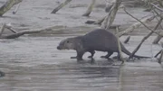 Otter