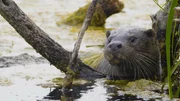 Otter