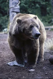 Die Geschwister Bonnie und Sam sind auf dem Weg zu einer Umwelt-Konferenz. Doch mitten &uuml;ber der Wildnis Kanadas st&uuml;rzt das Flugzeug ab. Die beiden Jugendlichen sind die einzigen &Uuml;berlebenden und ohne Hilfe chancenlos. &Uuml;berall lauern Gefahren. Da findet sie der Ureinwohner Khonanesta im Bild:
