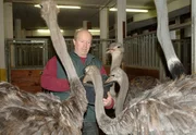 Gedr&auml;nge am Futtereimer: Udo Wenker, zust&auml;ndig f&uuml;r die Tiere aus Afrika, f&uuml;ttert die Strau&szlig;env&ouml;gel.