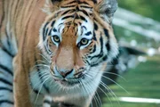 Von Elefantenb&ouml;llern werden Tiger ganz kirre.
