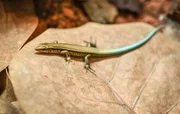 Bermuda-Skink &bdquo;Poptart&ldquo;.