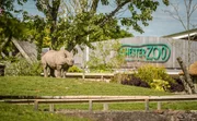 Spitzmaulnashorn.