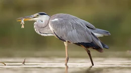 Graureiher nutzen den Fischreichtum der seichten Seeregionen, um ihren Hunger zu stillen.