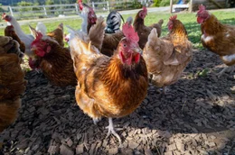 Alles andere als ein "Vogelhirn": Einige Hennen lernten, Formen und Farben zu unterscheiden &ndash; eine Ged&auml;chtnisleistung, die ihnen sogar einen Eintrag ins Guinness-Buch der Rekorde einbrachte.
