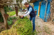 Peter Rasch bringt jetzt im Frühling den Buchsbaum in Form. Peter Rasch bringt jetzt im Frühling den Buchsbaum in Form.