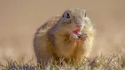 Ziesel legen ihre unterirdischen Baue in Wiesen im steppenartigen Hinterland des Plattensees an.