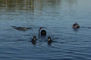 Mit Seekühen schwimmen: für Anna (Mitte) geht ein Traum in Erfüllung. Die Seekuh taucht kurz auf zum Atmen. Mit Seekühen schwimmen: für Anna (Mitte) geht ein Traum in Erfüllung. Die Seekuh taucht kurz auf zum Atmen.