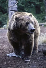 Die Geschwister Bonnie und Sam sind auf dem Weg zu einer Umwelt-Konferenz. Doch mitten &uuml;ber der Wildnis Kanadas st&uuml;rzt das Flugzeug ab. Die beiden Jugendlichen sind die einzigen &Uuml;berlebenden und ohne Hilfe chancenlos. &Uuml;berall lauern Gefahren. Da findet sie der Ureinwohner Khonanesta im Bild: