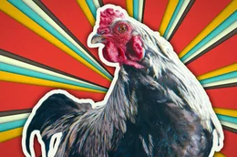 Super-V&ouml;gel: H&uuml;hner besitzen erstaunliche Intelligenz, starke Sinne und ein komplexes Sozialleben, das selbst die dramatischsten Reality-Shows in den Schatten stellt.