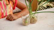 Die Gartenpiraten lassen Fr&uuml;hlingszwiebeln im Glas nachwachsen (Regrowing).