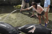 Im Seaquarium von Miami werden verletzte Seekühe untersucht. Anna bespritzt sie mit Wasser, damit sie nicht austrocknen. Im Seaquarium von Miami werden verletzte Seekühe untersucht. Anna bespritzt sie mit Wasser, damit sie nicht austrocknen.