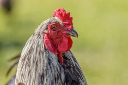 Das beeindruckend scharfe Sehverm&ouml;gen der H&uuml;hner zeigt sich bei der Futtersuche oder beim Ersp&auml;hen von Fressfeinden.