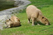 ARD/rbb PANDA, GORILLA & CO. (12), "Paarung", am Dienstag (22.04.14) um 11:30 Uhr im ERSTEN. Es ist wieder mal soweit: Paarungszeit bei den Gottesanbetern. Sie leben im Insektarium, das sich im Aquarium vom Zoo Berlin befindet. Tierpfleger Heimo Sonntag nimmt sich f&uuml;r die Prozedur viel Zeit, denn sie ist nicht ungef&auml;hrlich. Das Weibchen verf&uuml;gt &uuml;ber scharfe Z&auml;hne und Krallen an den Beinen, die auch menschliche Haut einfach durchdringen k&ouml;nnen. - Die Wasserschwein-Dame Elena, erst k&uuml;rzlich vom Rhein an die Spree in den Zoo Berlin gezogen, hat zwei Junge bekommen. Heute darf sie mit ihren beiden T&ouml;chtern ins Freie