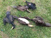 Abgeschossene Kormorane auf Sardinien.