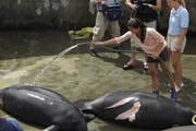 Im Seaquarium von Miami werden verletzte Seek&uuml;he untersucht. Anna bespritzt sie mit Wasser, damit sie nicht austrocknen.