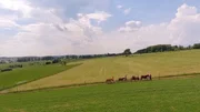 Eselwandern in der Eifel aus der Vogelperspektive.